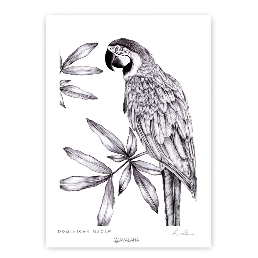 Dominican Macaw Art Print