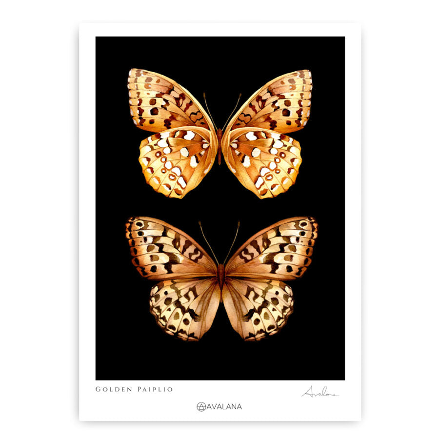 Gold Papilio Duo Art Print
